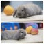 very cute Pure Bred mini Lops Carousel 3