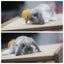 very cute Pure Bred mini Lops Carousel 4