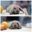 very cute Pure Bred mini Lops Carousel 5