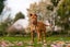 Paxton - PUPPY Pound Hounds Rescue Carousel 12
