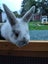 Netherland Dwarf/Mini Lop Rabbit Carousel 2