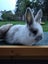 Netherland Dwarf/Mini Lop Rabbit Carousel 1