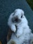 Netherland Dwarf/Mini Lop Rabbit Carousel 3