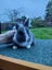 Netherland Dwarf/Mini Lop Rabbit Carousel 4