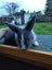 Netherland Dwarf/Mini Lop Rabbit Carousel 5