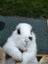 Netherland Dwarf/Mini Lop Rabbit Carousel 6