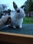 Netherland Dwarf/Mini Lop Rabbit Carousel 7