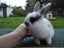 Netherland Dwarf/Mini Lop Rabbit Carousel 8