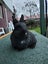 Netherland Dwarf/Mini Lop Rabbit Carousel 13