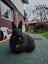 Netherland Dwarf/Mini Lop Rabbit Carousel 14