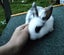 Netherland Dwarf/Mini Lop Rabbit Carousel 16