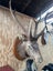 Taxidermy sambar head Carousel 4