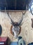 Taxidermy sambar head Carousel 1