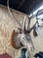 Taxidermy sambar head Carousel 2
