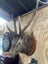 Taxidermy sambar head Carousel 3