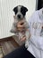 Blue healer cross puppies Carousel 5