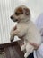 Blue healer cross puppies Carousel 6