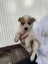 Blue healer cross puppies Carousel 7