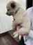 Blue healer cross puppies Carousel 8