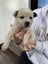 Blue healer cross puppies Carousel 9