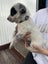 Blue healer cross puppies Carousel 10