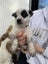 Blue healer cross puppies Carousel 11