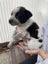 Blue healer cross puppies Carousel 12