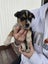 Blue healer cross puppies Carousel 16