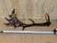 Fallow deer antler Carousel 1