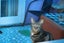 Rescue cat - Chubchubs Carousel 2