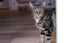 Rescue cat - Chubchubs Carousel 1