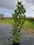 Griselinia Broadway Mint Hedging Carousel 4