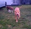 Rescue pup, KOEY Carousel 3