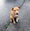 Rescue pup, KOEY Carousel 6