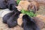 Pure-bred Mini Lop Bunny Rabbits Carousel 11