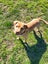 Danica (Ellie's Canine Rescue & Rehome) Carousel 1