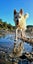 Husky 11 months looking for new homes. Carousel 7