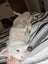 Husky 11 months looking for new homes. Carousel 2