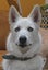 Husky 11 months looking for new homes. Carousel 5