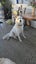 Husky 11 months looking for new homes. Carousel 4