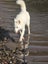 Husky 11 months looking for new homes. Carousel 6