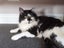 Mog the Cat Carousel 1