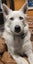 Husky 11 months looking for new homes. Carousel 8