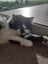 Mog the Cat Carousel 3