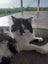 Mog the Cat Carousel 4