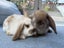 Mini lop bunny rabbits Carousel 15