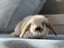 Mini lop bunny rabbits Carousel 16