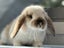 Mini lop bunny rabbits Carousel 17