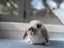 Mini lop bunny rabbits Carousel 18