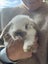Mini lop bunny rabbits Carousel 19